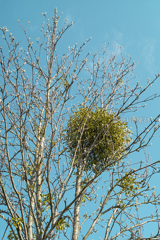 Spring birch tree with mistletoe blue sky.